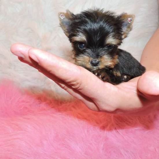 York, Yorki, Yorkshire Terrier, szczeniaki, szczenięta. 