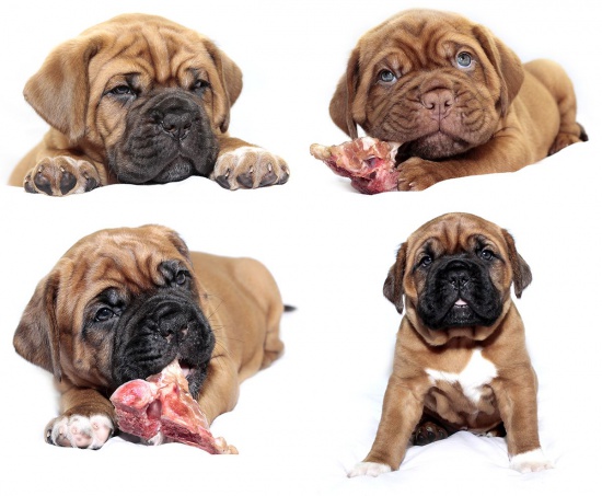 Piękne szczenięta Dog z Bordeaux