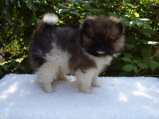 Pomeranian / Szpic miniaturowy z rodowodem