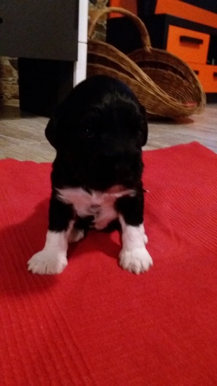 Portuguese Water Dog