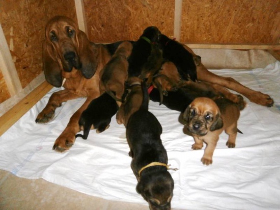 BLOODHOUND PUPPIES – available from 7.1.2015