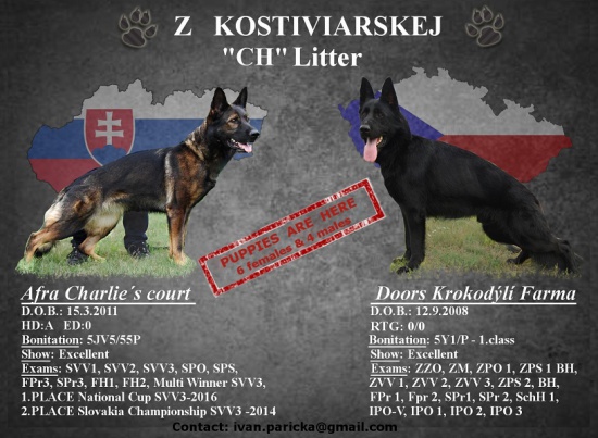 Puppies German Shepherd Dog for sale