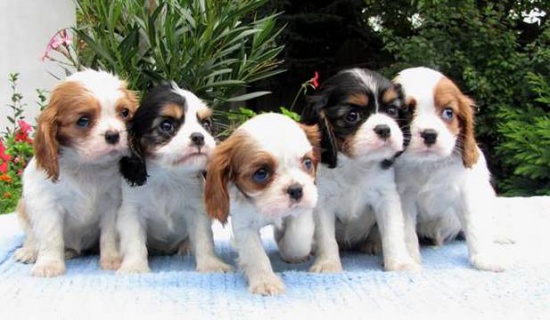 Cavalier King Charles Spaniel puppies with pedigree from kennel