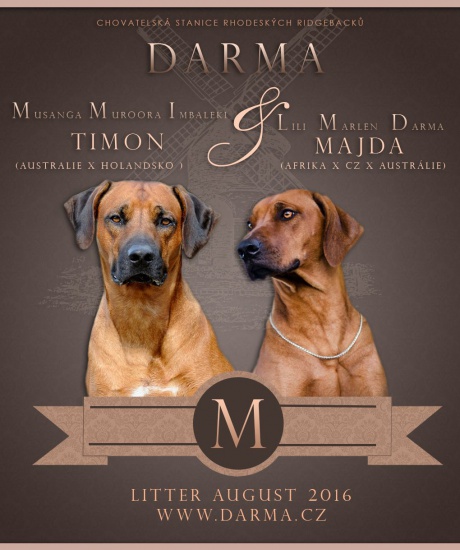 Rhodesian Ridgeback with pedigree (FCI)