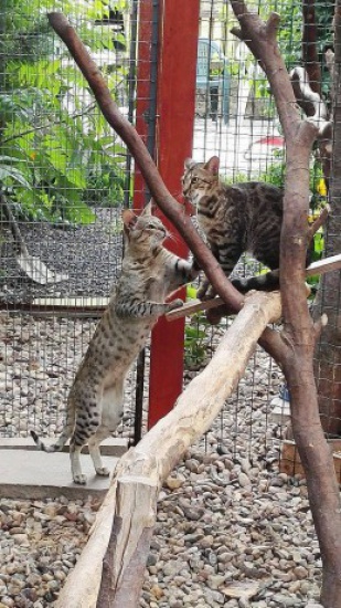 Kotki Savannah F6 SBT a F7STB