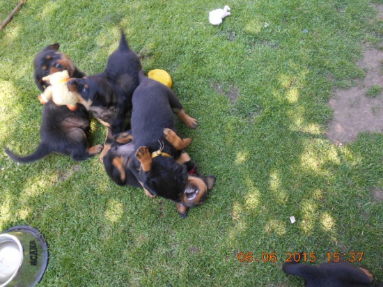 Kennel offers puppies RTW - Rottweiler