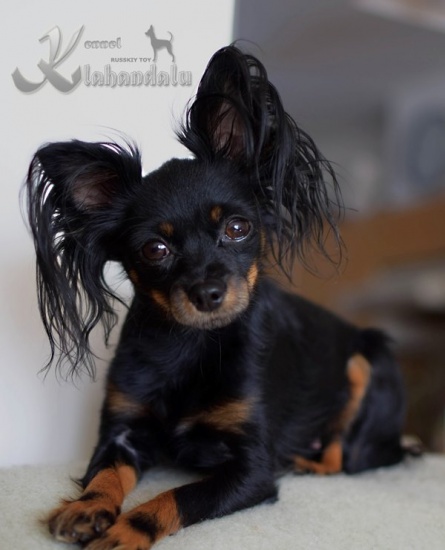 Russkiy Toy ... A small elegant dog with a cheerful nature..