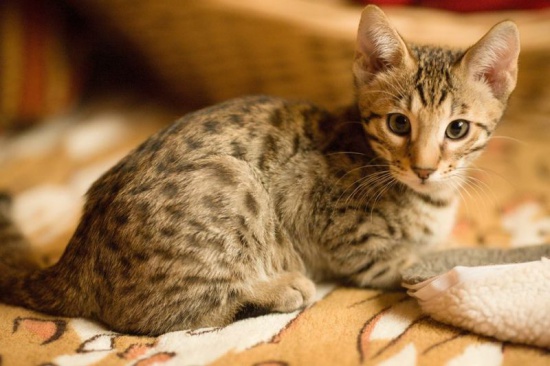 Amazing Savannah pure breed kittens for sale