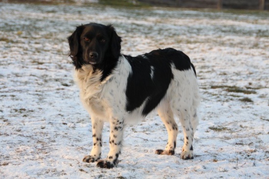 Stabyhoun - puppies