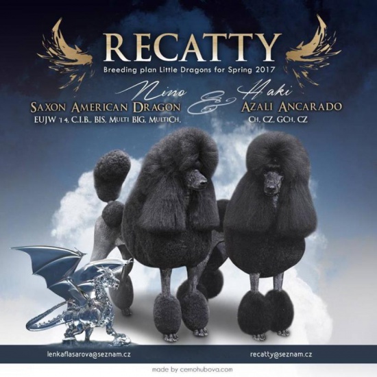 Standard Poodle with pedigree, color black