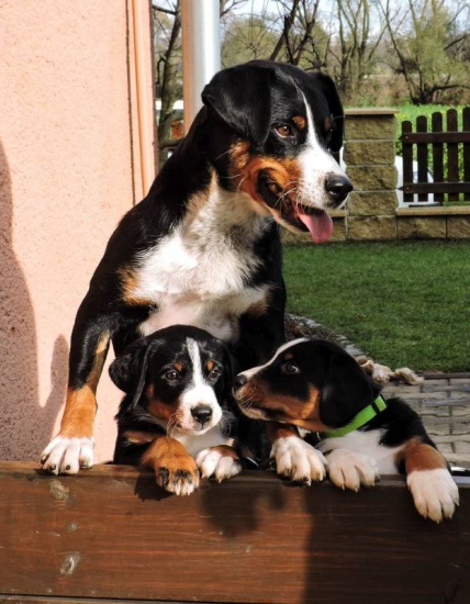 Stunning Appenzeller Sennenhund