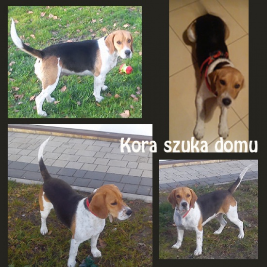 Sunia KORA szuka nowego domu