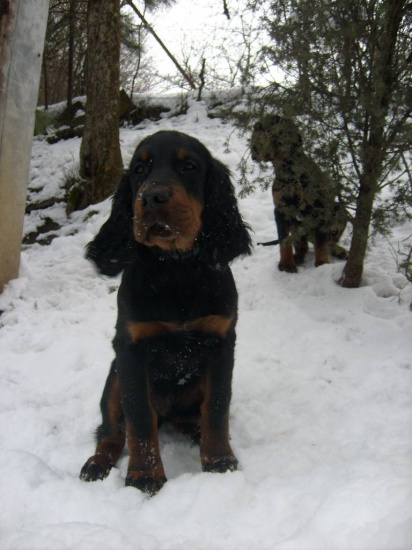 Gordon Setter (Seter szkocki) szczenięta na sprzedaż