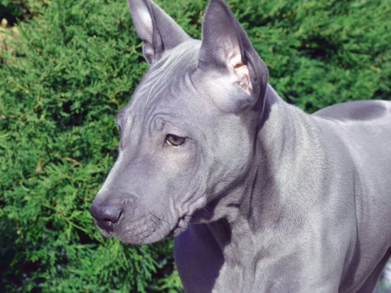 Thai ridgeback