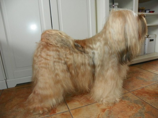 Tibet-Terrier puppies with pedigree FCI