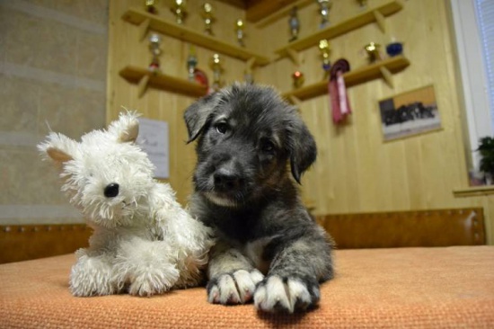 Wilczarz irlandzki (Irish Wolfhound cute puppies)