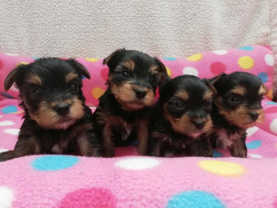 Yorkshire Terrier, szczenięta MINI BABY FACE