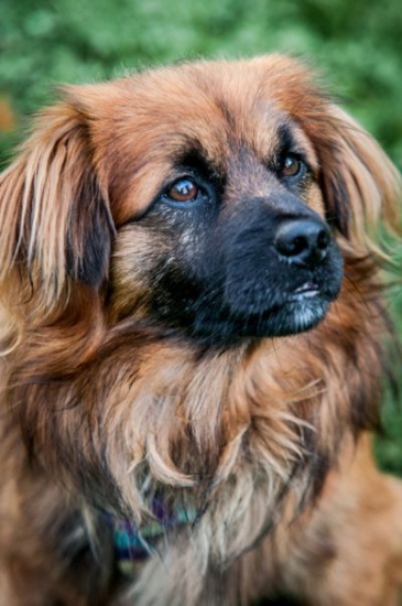 NODI- cudny przytulak, MŁODY, kochany do adopcji!