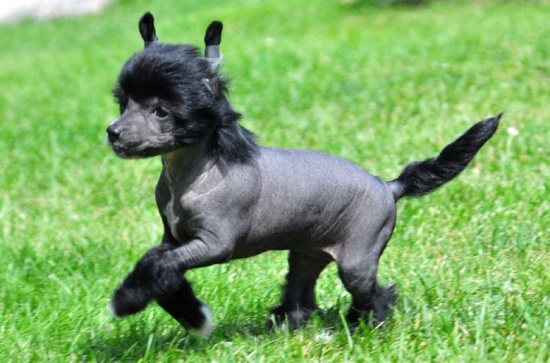 Chinese crested dog-cute puppies with pedigree